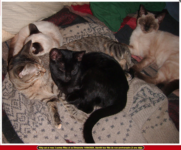Kitty Cat & Co